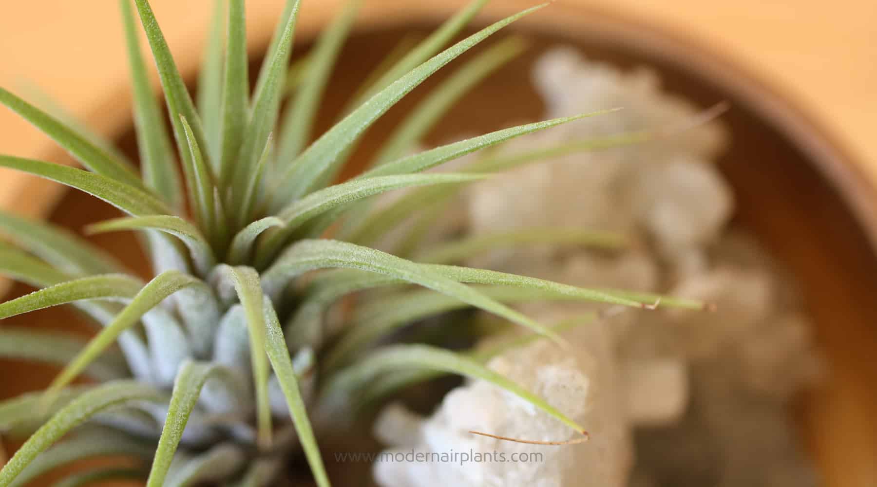 Air Plants at the Office