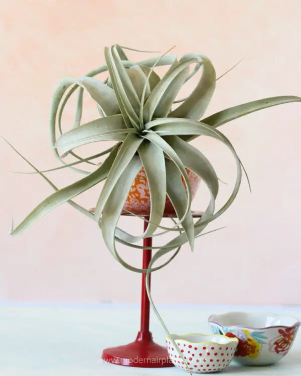 Super Easy Air Plant Container Ideas Takes Air Plants to the Next Level