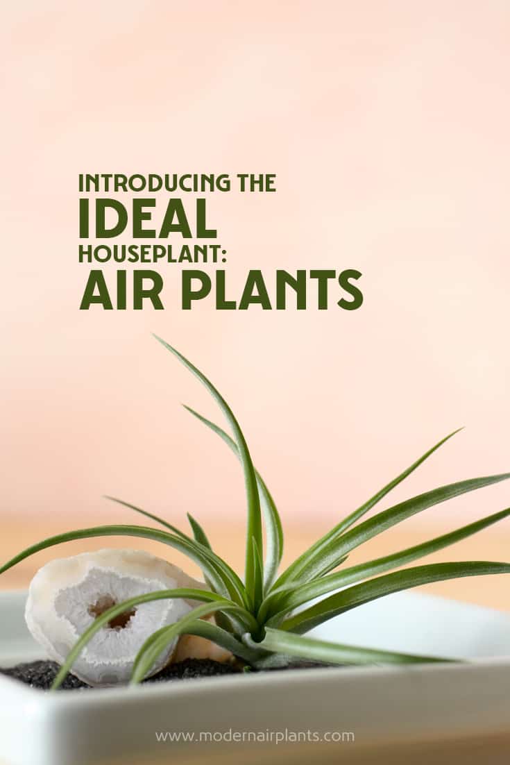 Find-out-why-air-plants-are-ideal-houseplants.jpg