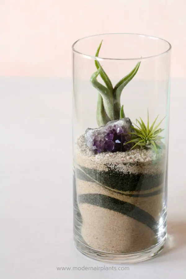 Super Easy Air Plant Container Ideas Takes Air Plants to the Next Level