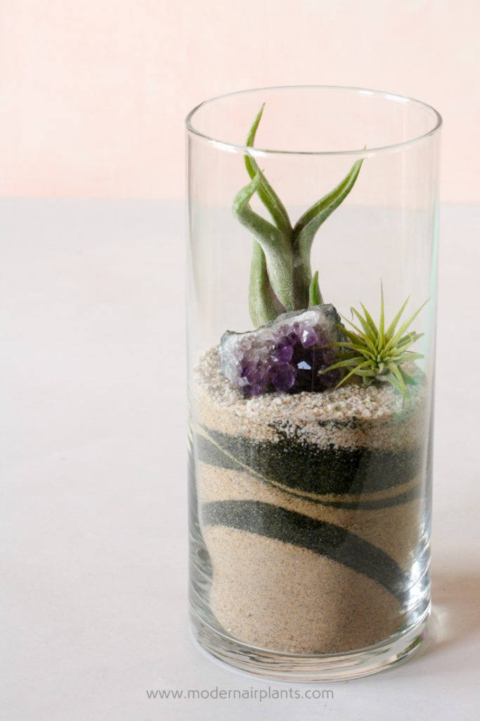 Glass Air Plant Container
