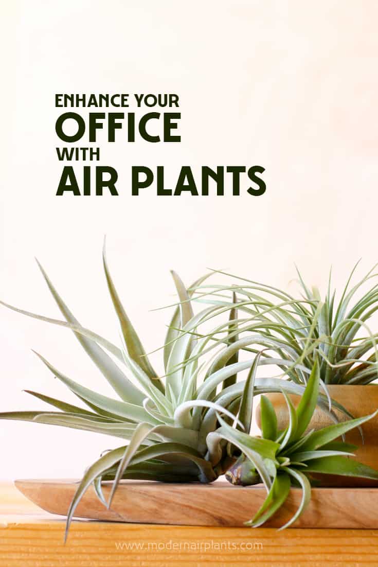 5 Reasons Air Plants Make Good Office Plants Modern Air Plants