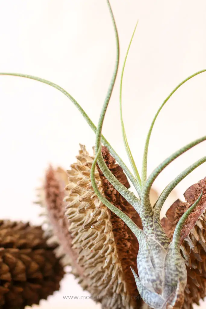 Seed Pod Air Plant Container