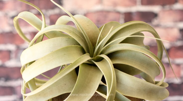 Shop Air Plants