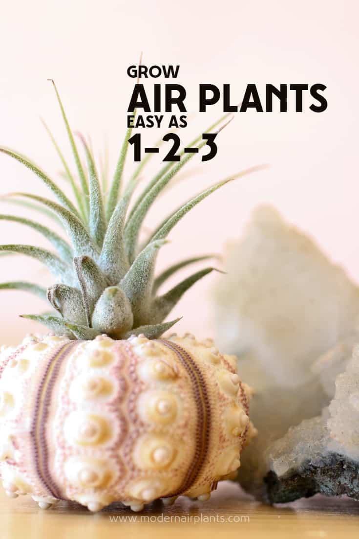 Valuable tips on growing air plants