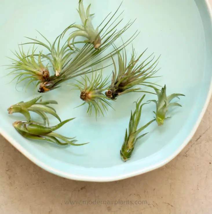 Water air plants by soaking them in water