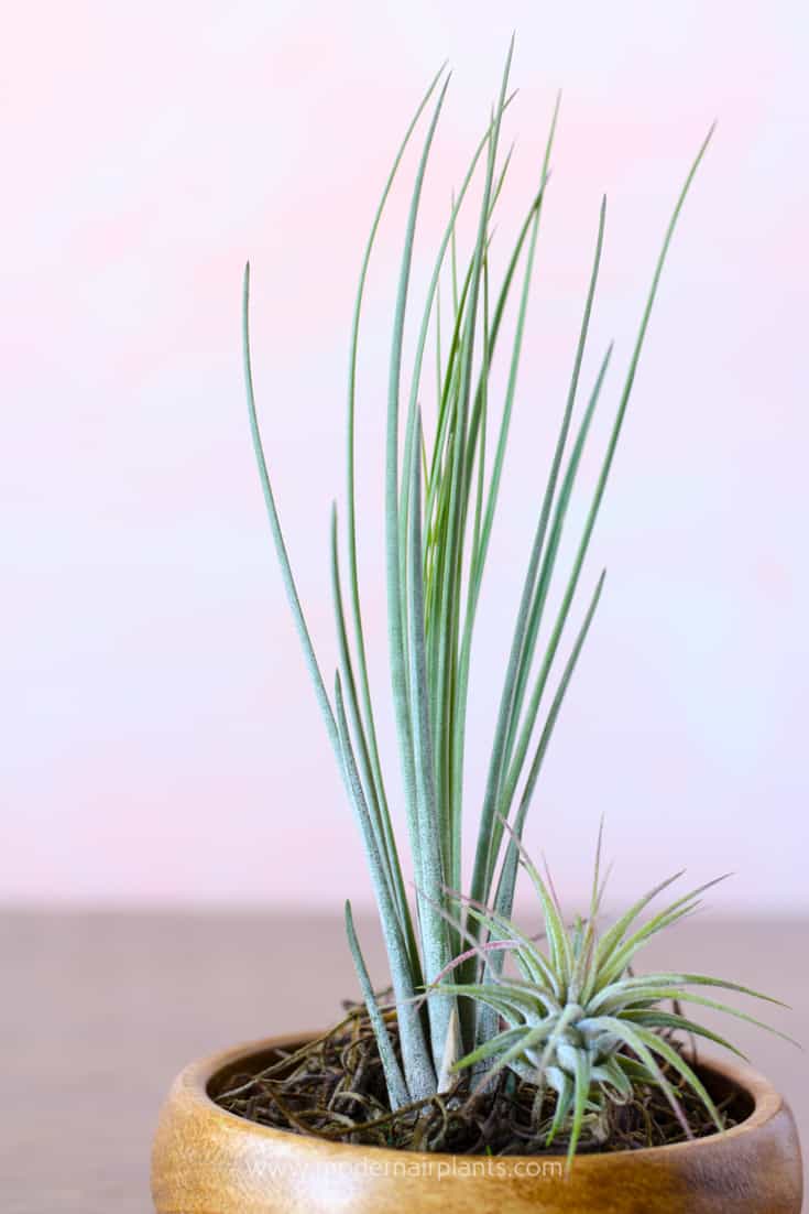 Super Easy Air Plant Container Ideas Takes Air Plants to the Next Level