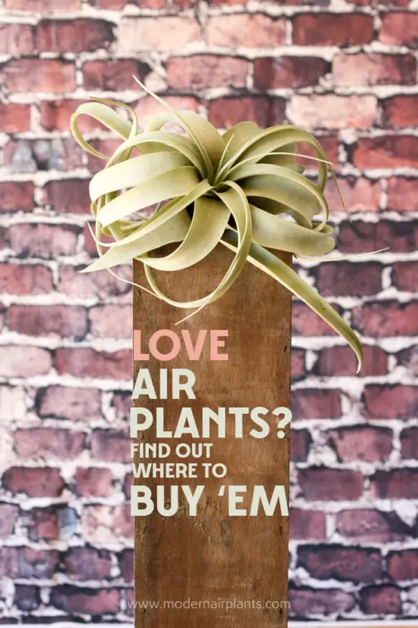 Where to Buy Air Plants Pros and Cons, online or in store