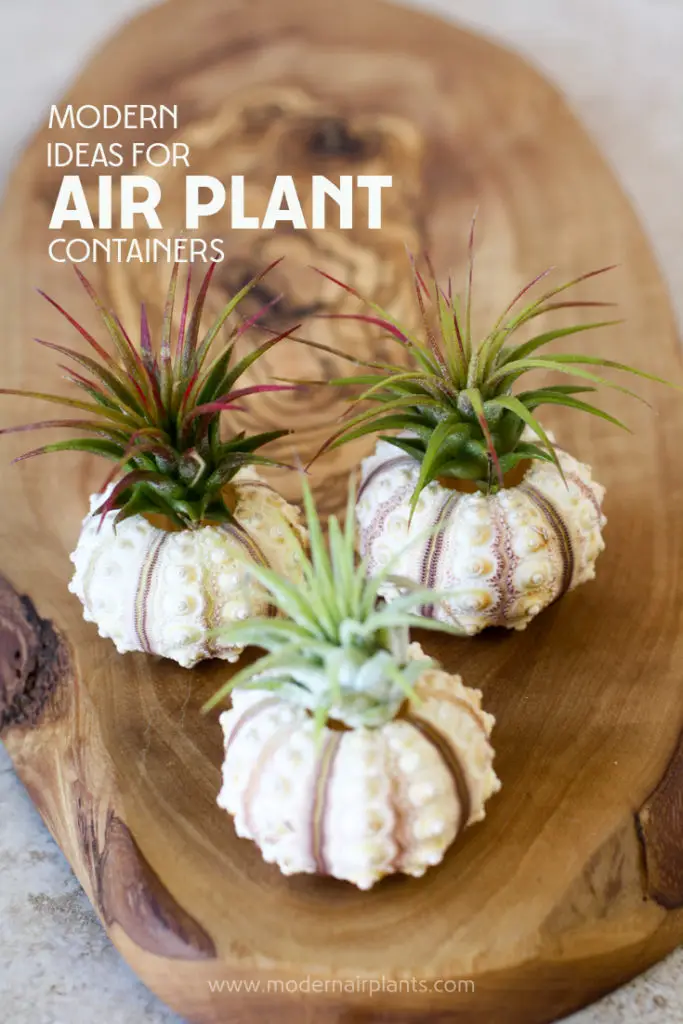 Super Easy Air Plant Container Ideas Takes Air Plants to the Next Level