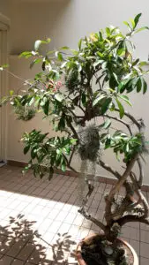 air plants display on potted tree