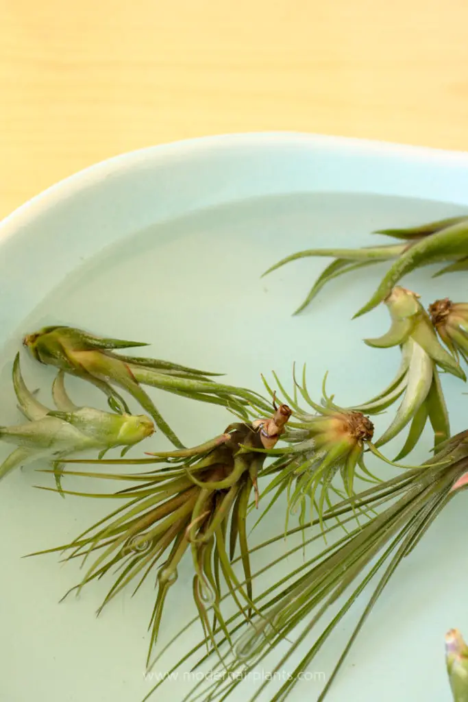 soak air plants in water - ideal plants