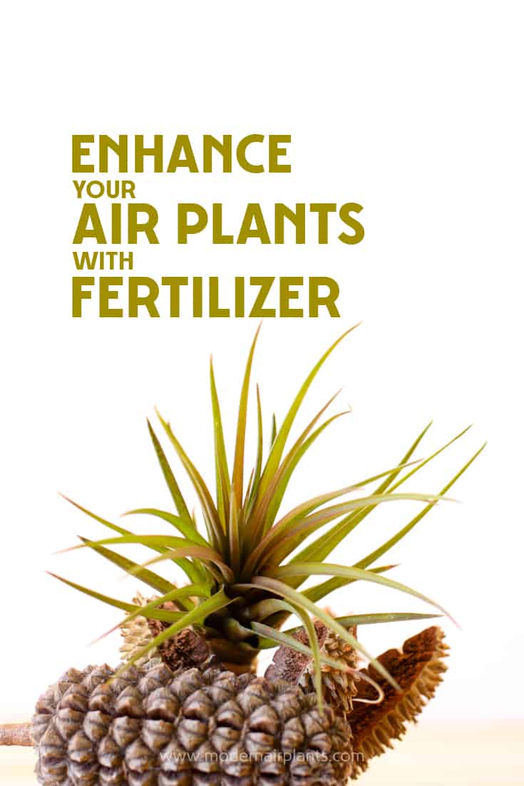 Check out this great guide to fertilizing air plants