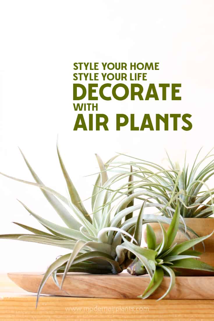 Decorate with Air Plants for a clean modern look