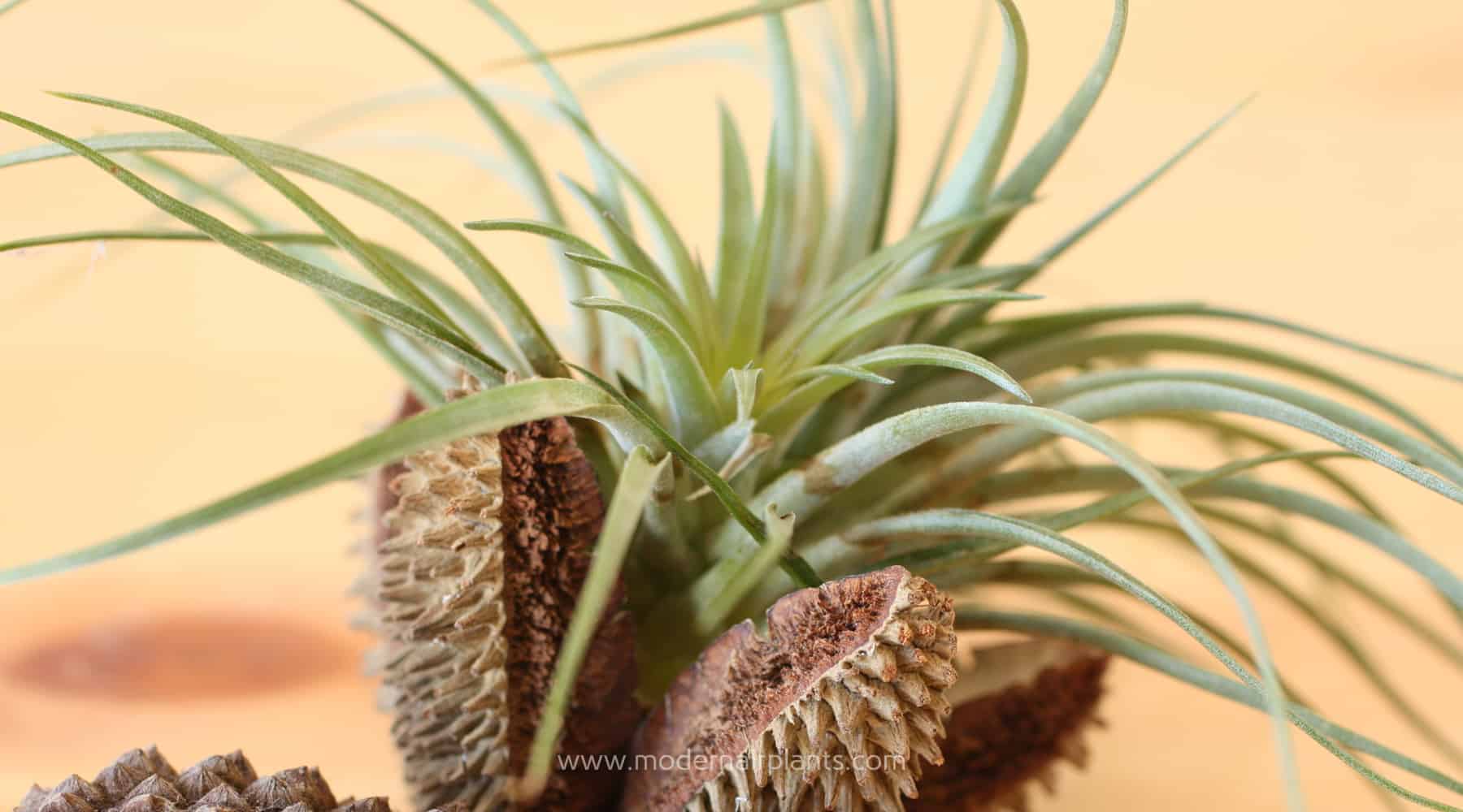 Decorate with Air Plants