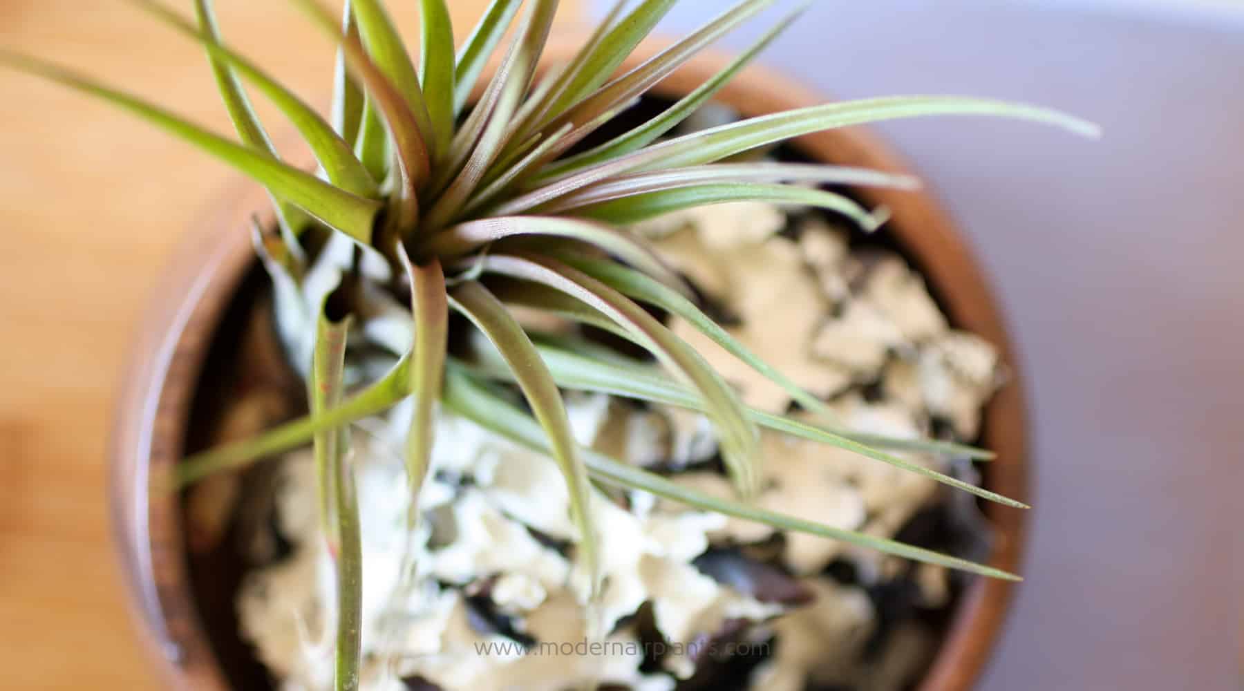 Fertilize your air plants