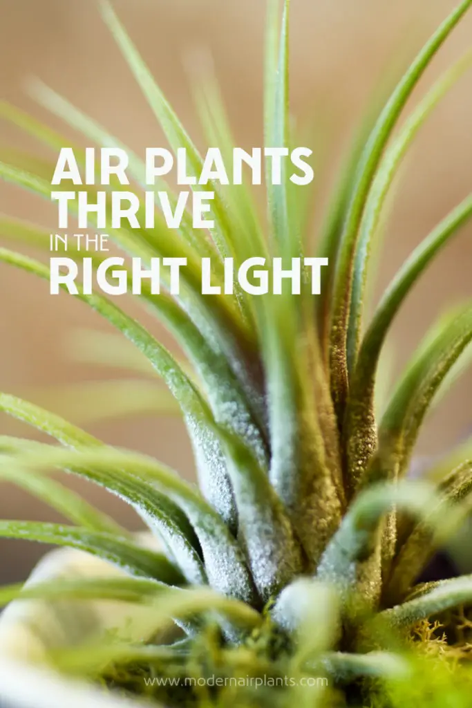 How much light do air plants need? Modern Air Plants