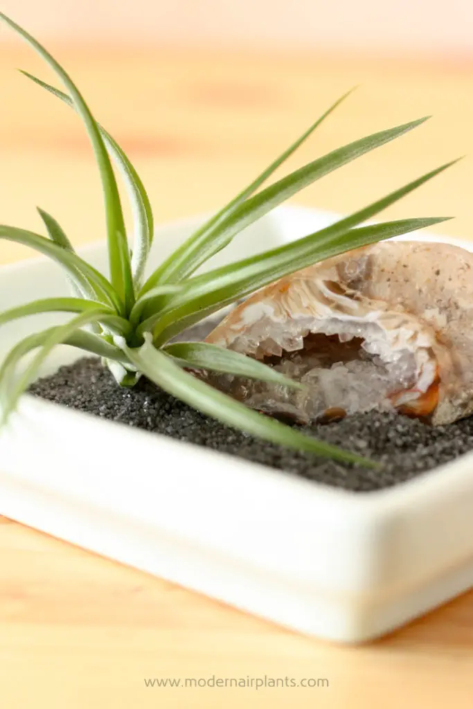 How much light do air plants need? Modern Air Plants