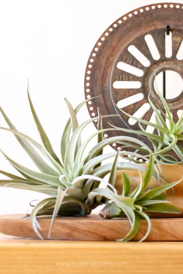 Air Plants they toxic? And, what's toxic to air plants?