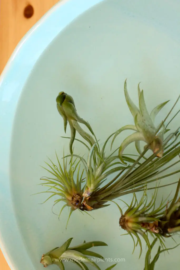 How much light do air plants need? Modern Air Plants