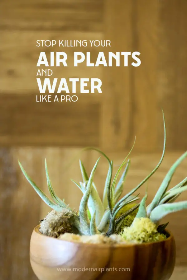 The Secret to Watering Air Plants is Easier Than You Think
