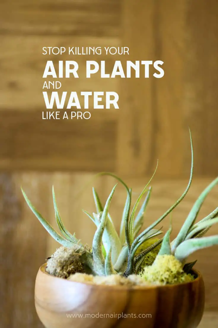 This post will save your air plants - learn to water properly