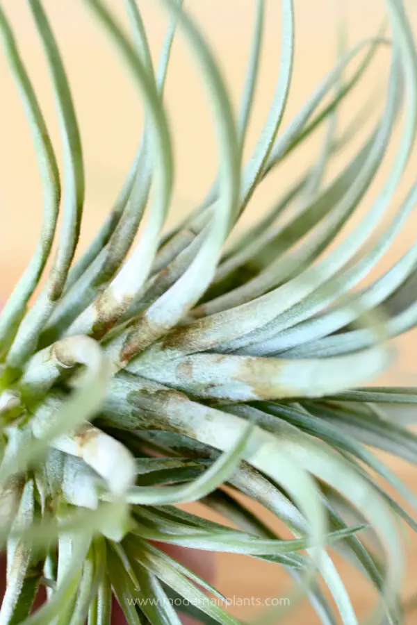The Secret to Watering Air Plants is Easier Than You Think