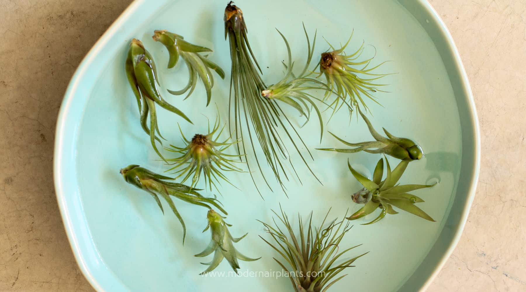 WATERING AIR PLANTS