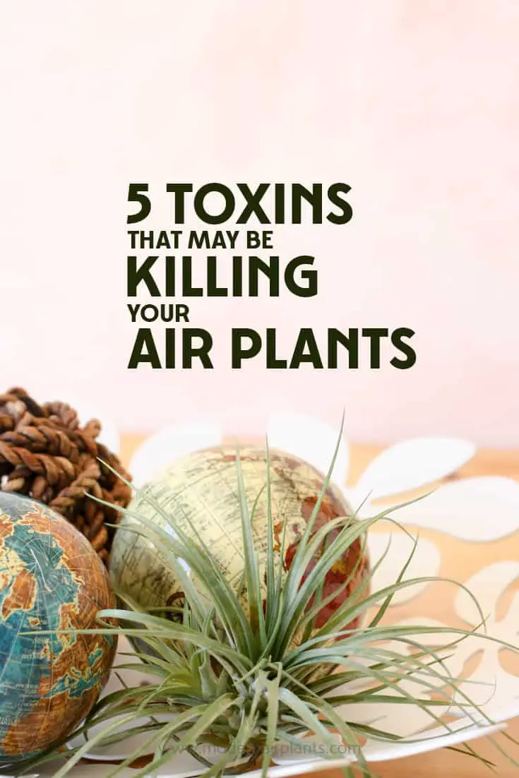 Wow - This post will show you what metals are toxic to air plants