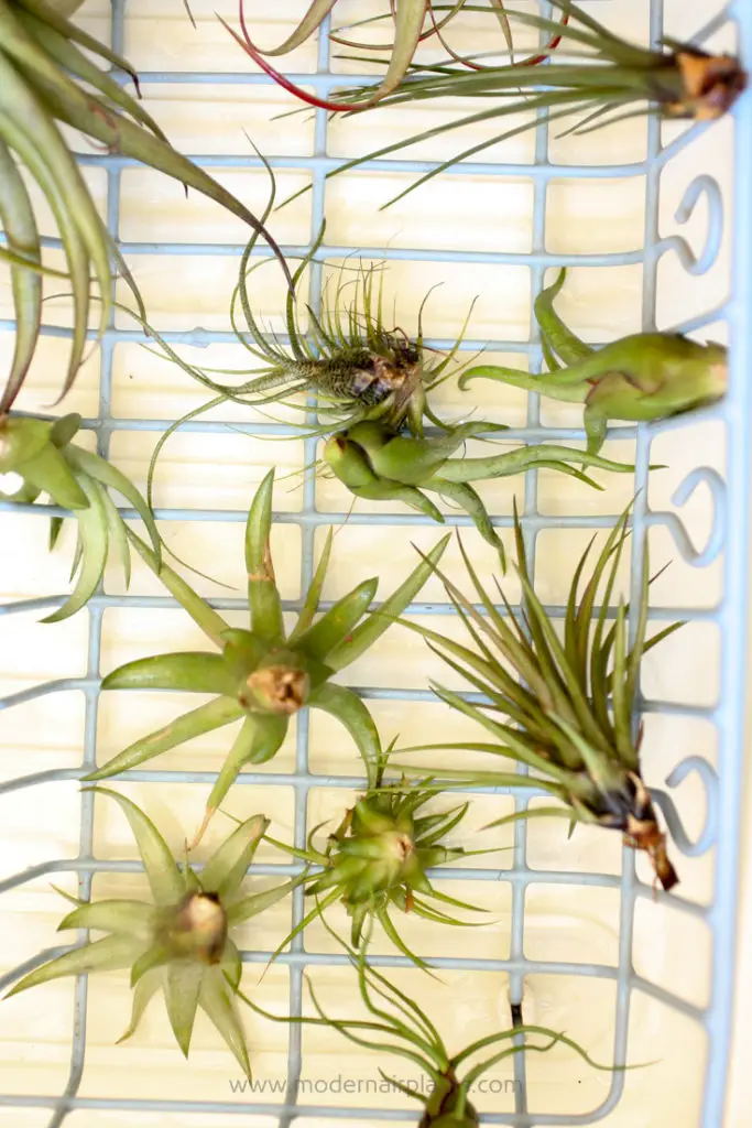 allow air plants to dry