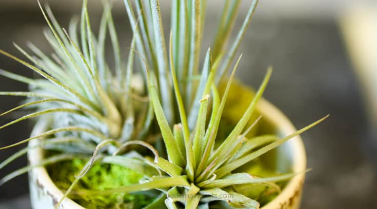 give your air plants the right light