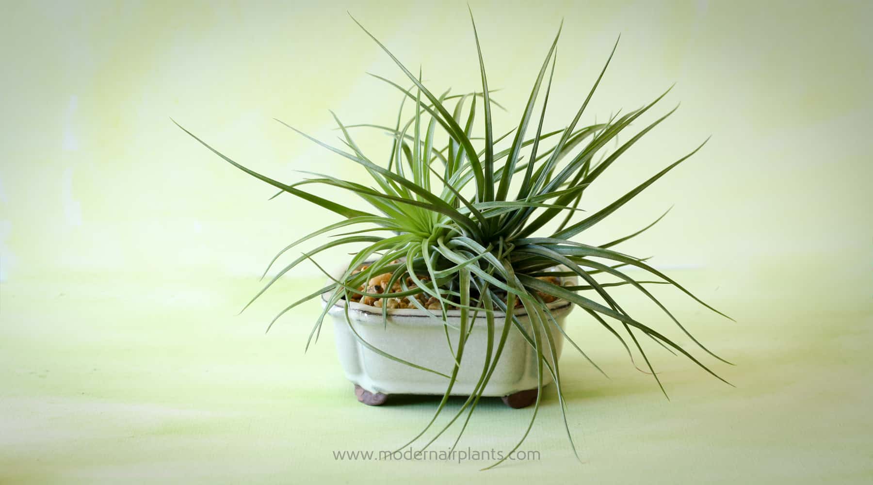 Air Plant Pots - bonsai pots