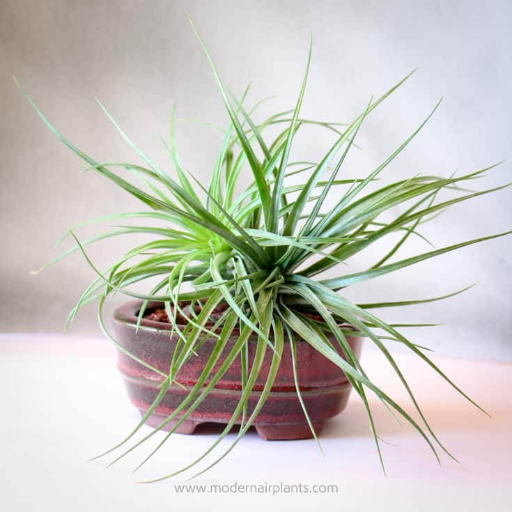 An Air Plant beginning to Clump