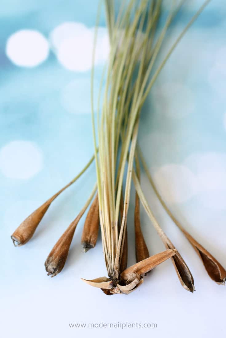 Why Is My Air Plant Dying? Discover How to Save Your Air Plants