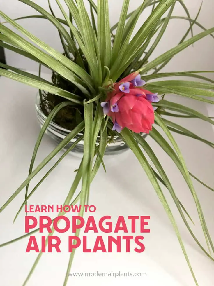 Did You Know - Flowering is the first step in air plant propagation