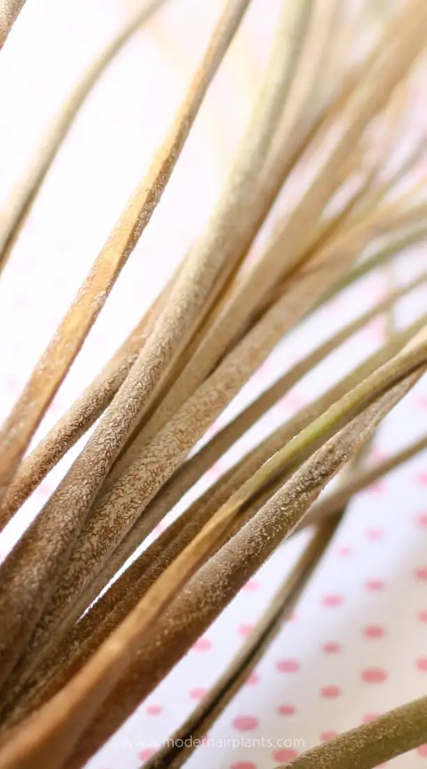 Why Is My Air Plant Dying? Discover How to Save Your Air Plants