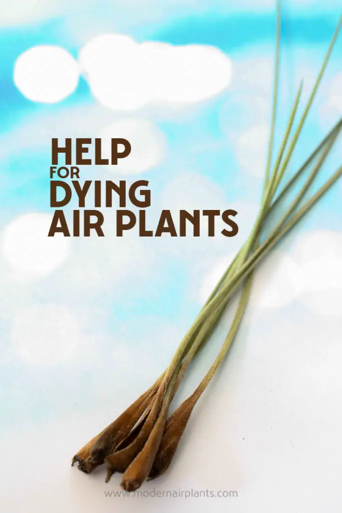 Finally - help for dying air plants - This is so helpful