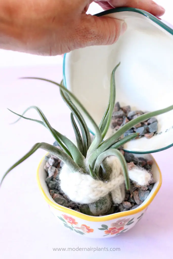 Knit a scarf for your air plants