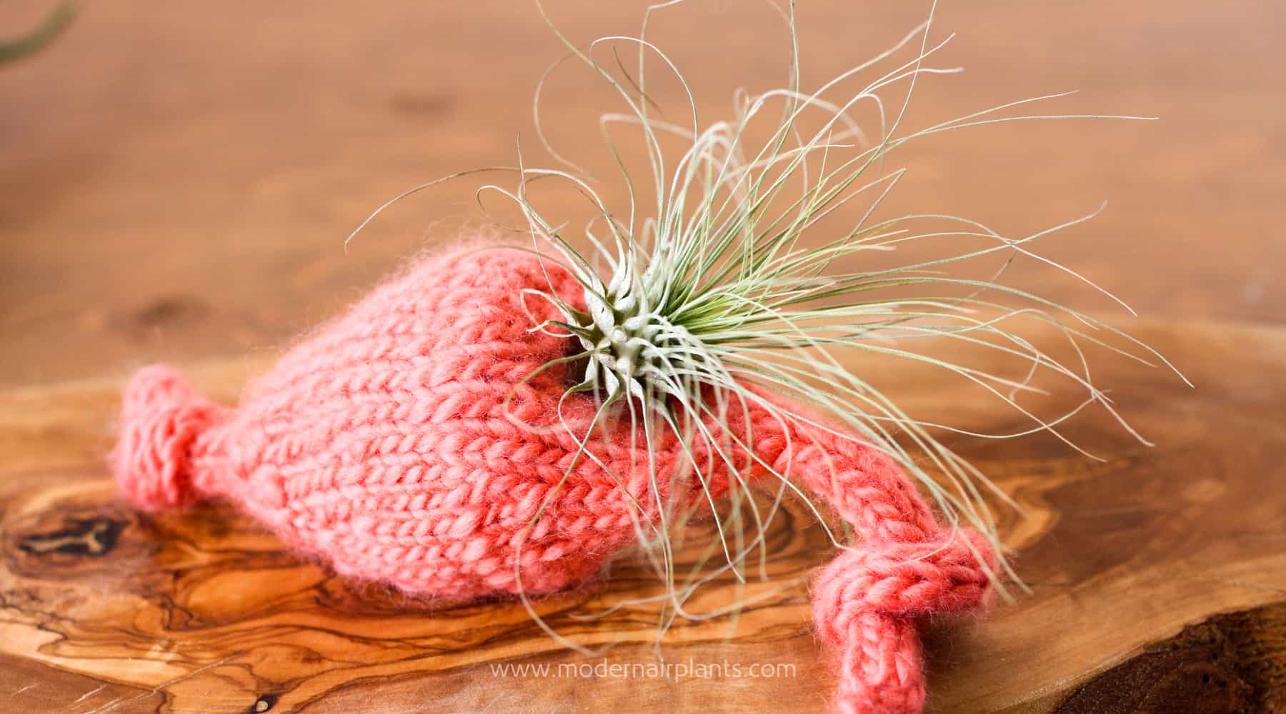 Knit an Air Plant Display