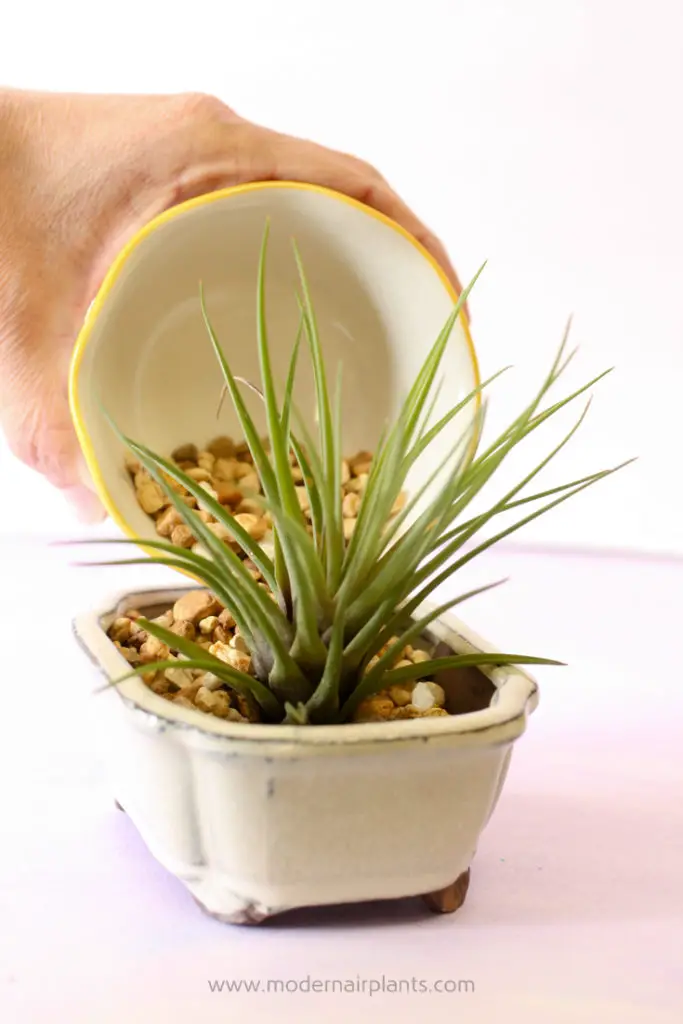 Perfect compliments - air plants and bonsai plants