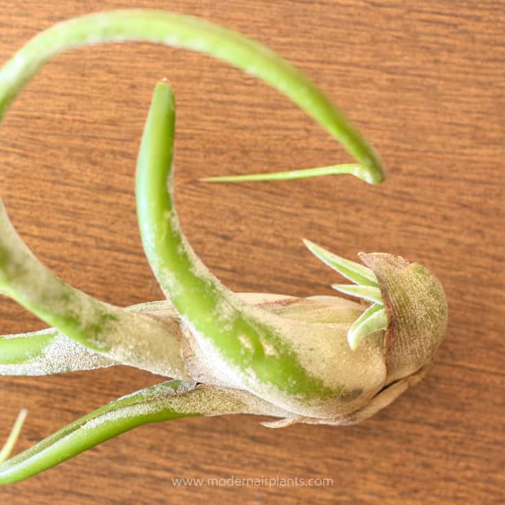 Propagating Air Plants