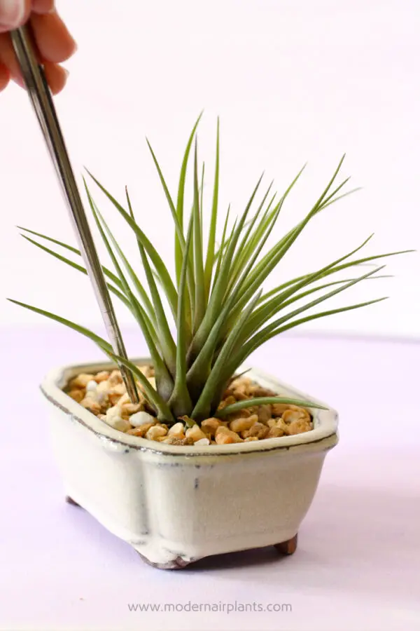Everything You Ever Wanted to Know About Air Plant Pots