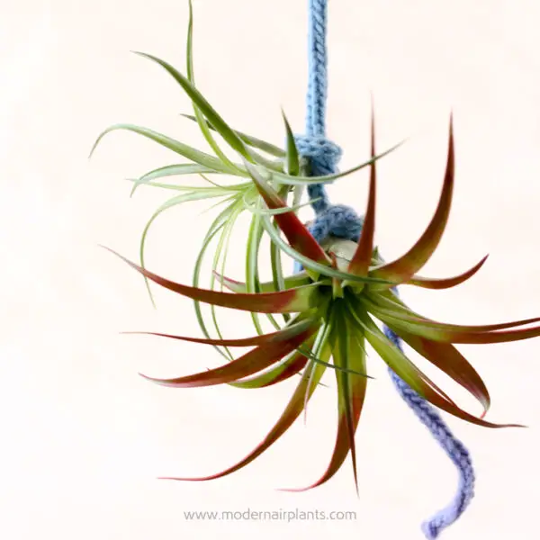 Knitting Air Plant Displays: Create Air Plant Displays that Spell Y-O-U