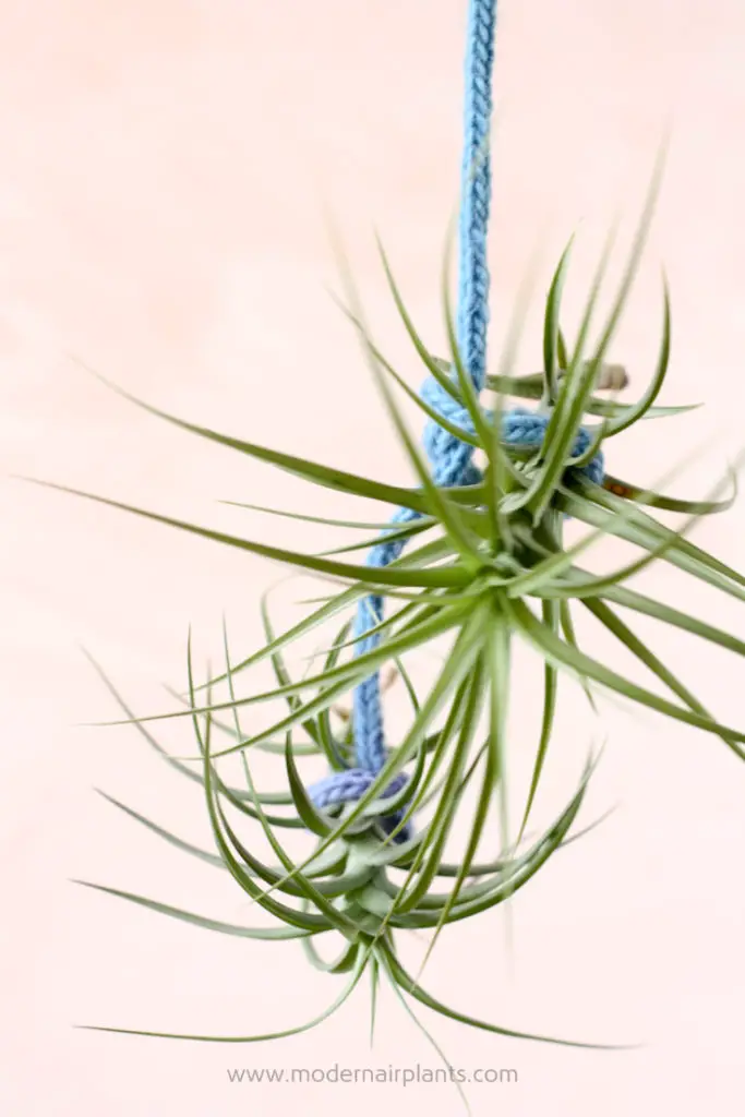 i-cord to display air plants