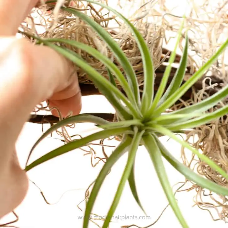 Add air plants to your wreath