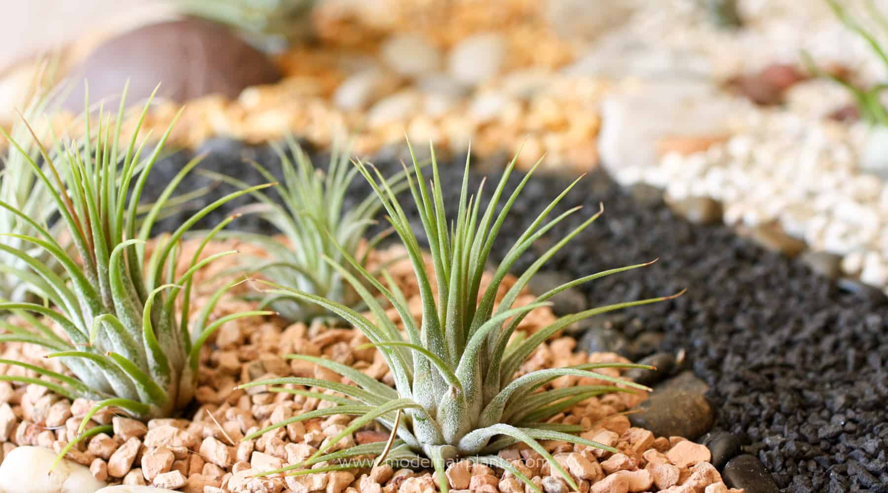 Air Plant Gardening