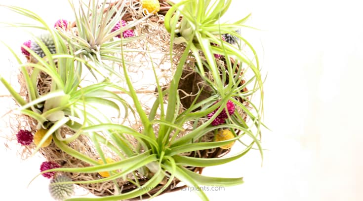 Air Plant Wreath