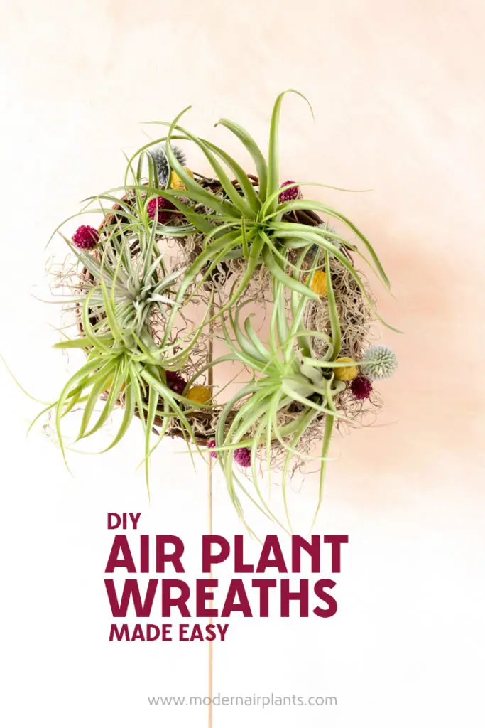 Make Your Own Air Plant Wreath - Modern Air Plants