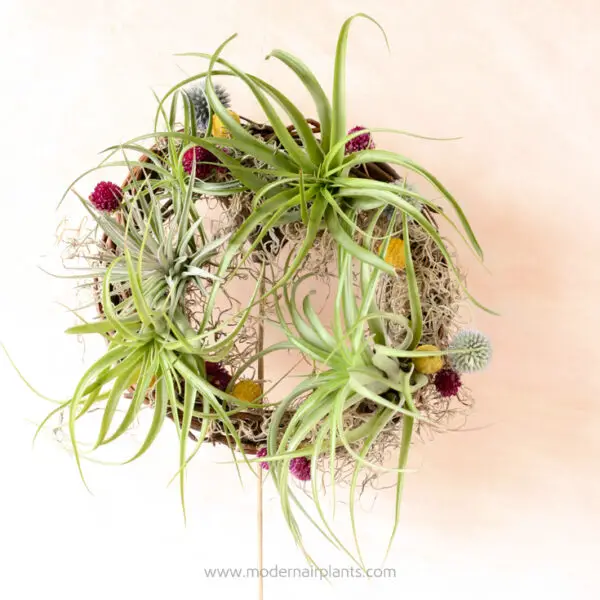 Make Your Own Air Plant Wreath - Modern Air Plants