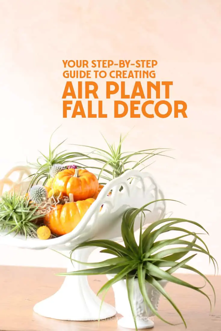 Fall in love with air plants and pumpkins