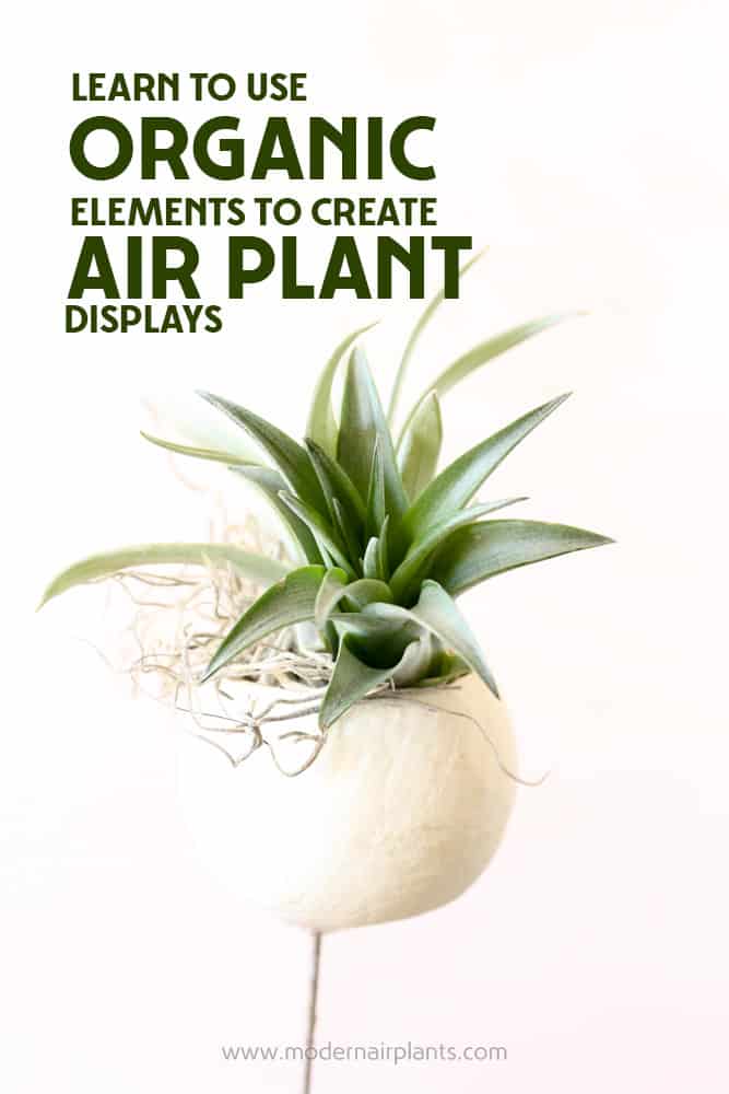 Grab some granola and learn to create organic air plant displays